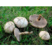 Мицелий Масленка серого / Масленок синеющий (Suillus aeruginascens)